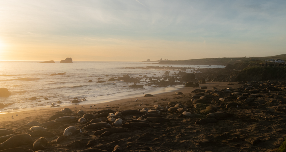 Seals on the beach at sunset