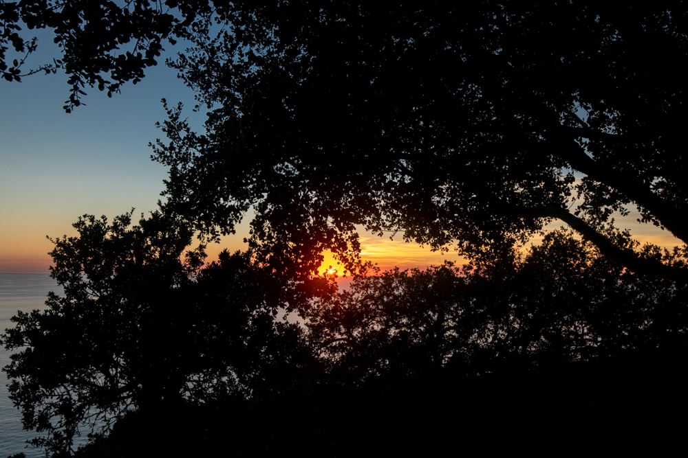 Sunset over the Pacific ocean, seen through the leaves of a tree