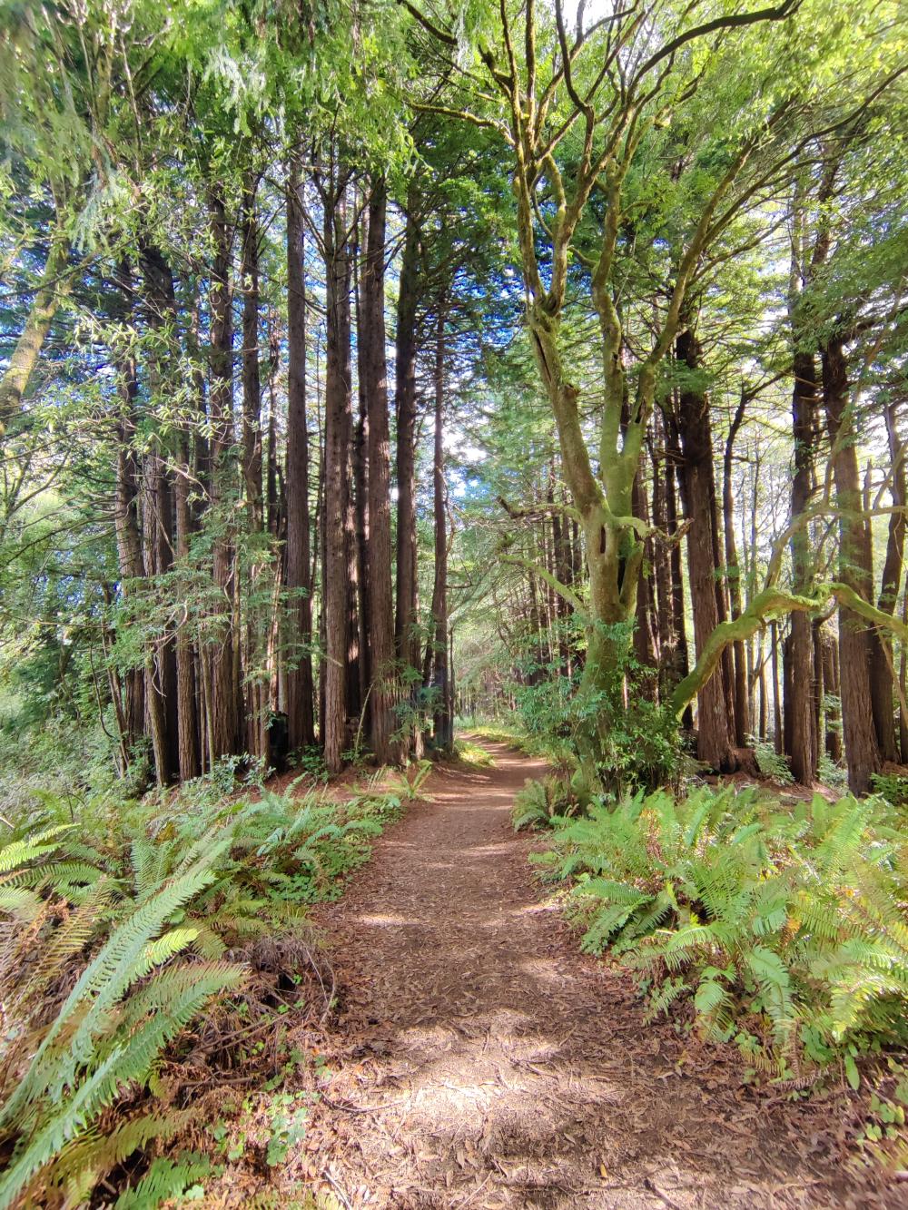 Woods along Red Hill trail