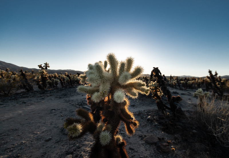 Cholla cactus at sunset