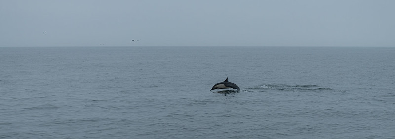 A dolphin breaching the water near Santa Cruz island